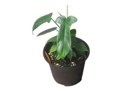 Philodendron Florida - LIVE 4" Or 6" Potted Plant - FREE SHIPPING -Cheap Plantly Store PhotoRoom 20231121 102822 14