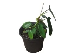 Philodendron Florida - LIVE 4" Or 6" Potted Plant - FREE SHIPPING -Cheap Plantly Store PhotoRoom 20231121 102822 15
