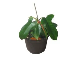 Philodendron Florida - LIVE 4" Or 6" Potted Plant - FREE SHIPPING -Cheap Plantly Store PhotoRoom 20231121 102822 16