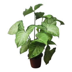 Syngonium White Butterfly - LIVE 4" Or 6" Potted Plant - Syngonium Podophyllum - FREE SHIPPING -Cheap Plantly Store PhotoRoom 20231121 102830 67 1