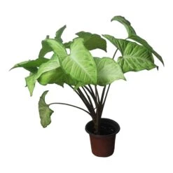 Syngonium White Butterfly - LIVE 4" Or 6" Potted Plant - Syngonium Podophyllum - FREE SHIPPING -Cheap Plantly Store PhotoRoom 20231121 102830 68