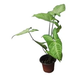 Syngonium White Butterfly - LIVE 4" Or 6" Potted Plant - Syngonium Podophyllum - FREE SHIPPING -Cheap Plantly Store PhotoRoom 20231121 102830 70