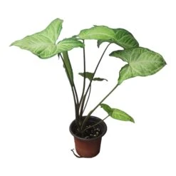Syngonium White Butterfly - LIVE 4" Or 6" Potted Plant - Syngonium Podophyllum - FREE SHIPPING -Cheap Plantly Store PhotoRoom 20231121 102831 72