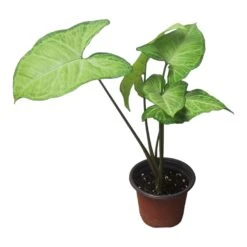 Syngonium White Butterfly - LIVE 4" Or 6" Potted Plant - Syngonium Podophyllum - FREE SHIPPING -Cheap Plantly Store PhotoRoom 20231121 102831 74