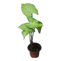 Syngonium White Butterfly - LIVE 4" Or 6" Potted Plant - Syngonium Podophyllum - FREE SHIPPING -Cheap Plantly Store PhotoRoom 20231121 102831 75