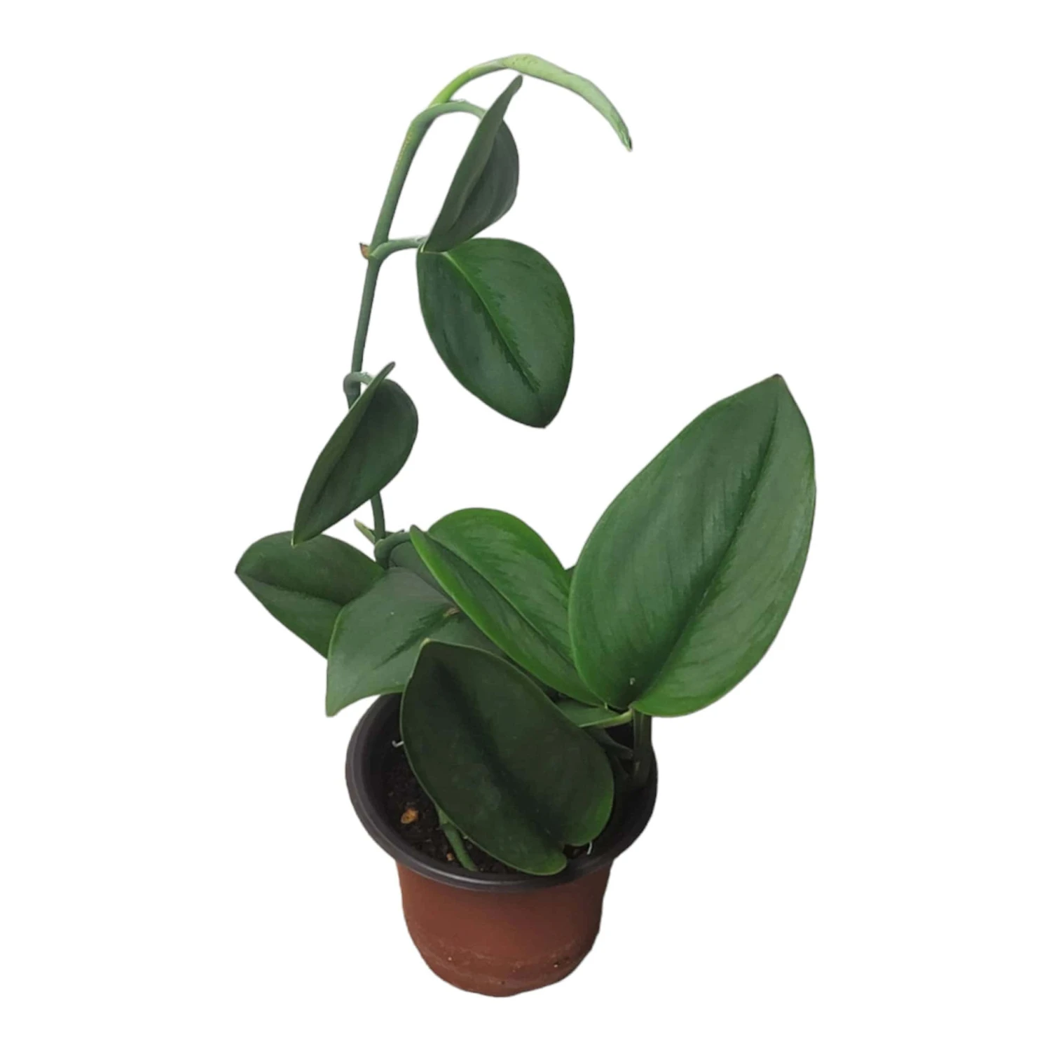 Scindapsus Sterling Silver - Moonlight Scindapsus Treubii - LIVE 4" Potted Plant - FREE SHIPPING 11 Scindapsus Sterling Silver - Moonlight Scindapsus Treubii - LIVE 4" Potted Plant - FREE SHIPPING - Image 9