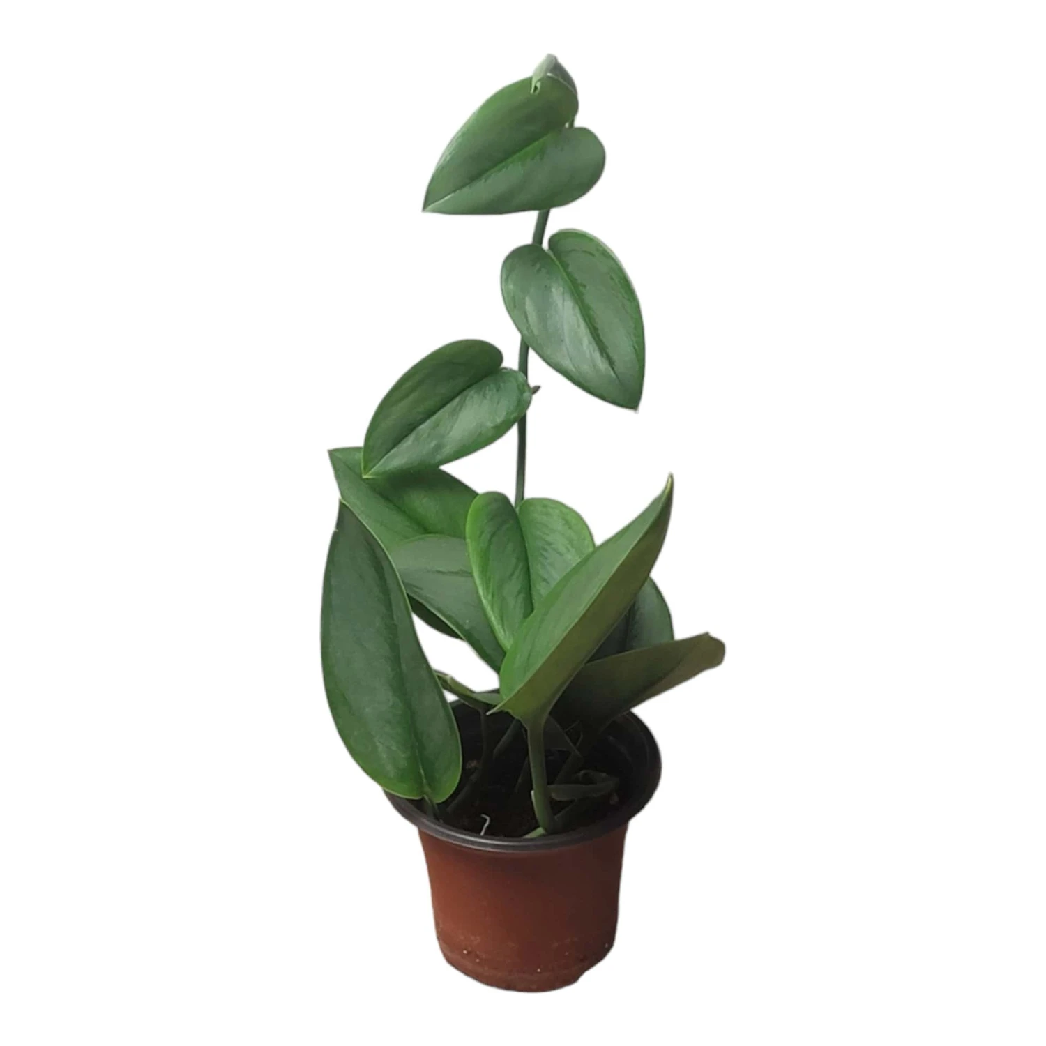 Scindapsus Sterling Silver - Moonlight Scindapsus Treubii - LIVE 4" Potted Plant - FREE SHIPPING 12 Scindapsus Sterling Silver - Moonlight Scindapsus Treubii - LIVE 4" Potted Plant - FREE SHIPPING - Image 10