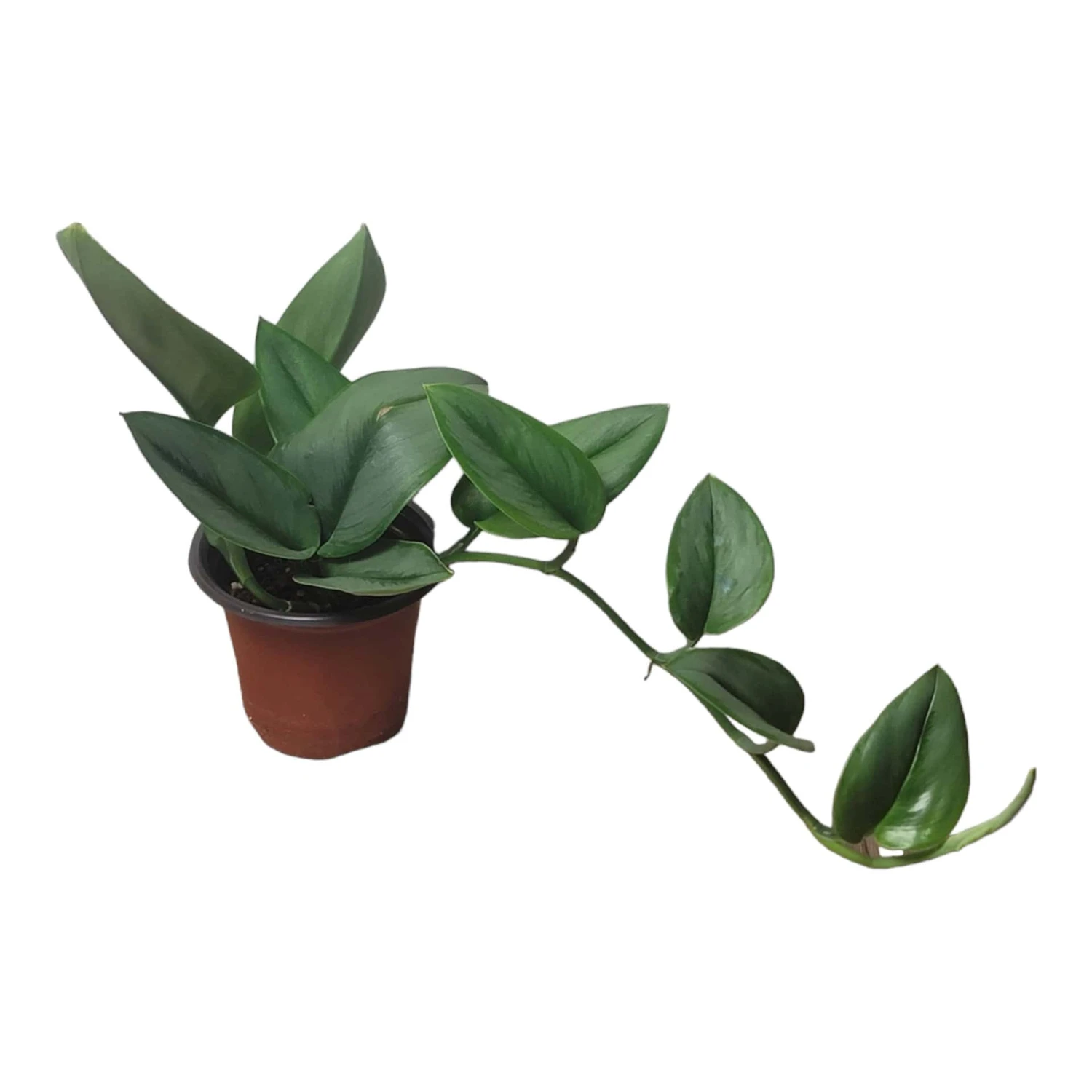 Scindapsus Sterling Silver - Moonlight Scindapsus Treubii - LIVE 4" Potted Plant - FREE SHIPPING 13 Scindapsus Sterling Silver - Moonlight Scindapsus Treubii - LIVE 4" Potted Plant - FREE SHIPPING - Image 11