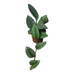 Scindapsus Sterling Silver - Moonlight Scindapsus Treubii - LIVE 4" Potted Plant - FREE SHIPPING 29 Scindapsus Sterling Silver - Moonlight Scindapsus Treubii - LIVE 4" Potted Plant - FREE SHIPPING -Cheap Plantly Store PhotoRoom 20231121 102832 79