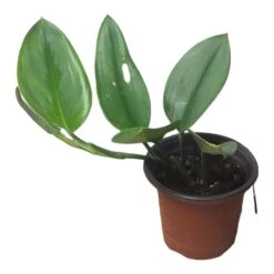 Scindapsus Sterling Silver - Moonlight Scindapsus Treubii - LIVE 4" Potted Plant - FREE SHIPPING 30 Scindapsus Sterling Silver - Moonlight Scindapsus Treubii - LIVE 4" Potted Plant - FREE SHIPPING -Cheap Plantly Store PhotoRoom 20231121 102832 80