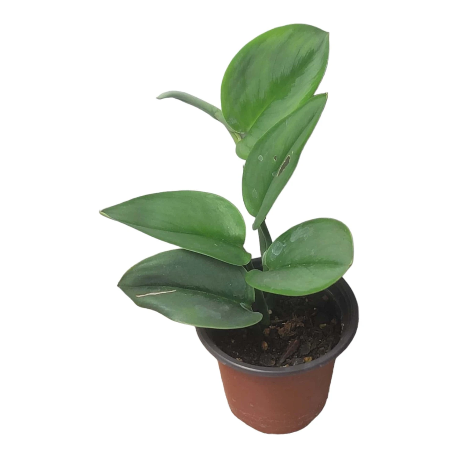 Scindapsus Sterling Silver - Moonlight Scindapsus Treubii - LIVE 4" Potted Plant - FREE SHIPPING 16 Scindapsus Sterling Silver - Moonlight Scindapsus Treubii - LIVE 4" Potted Plant - FREE SHIPPING - Image 14