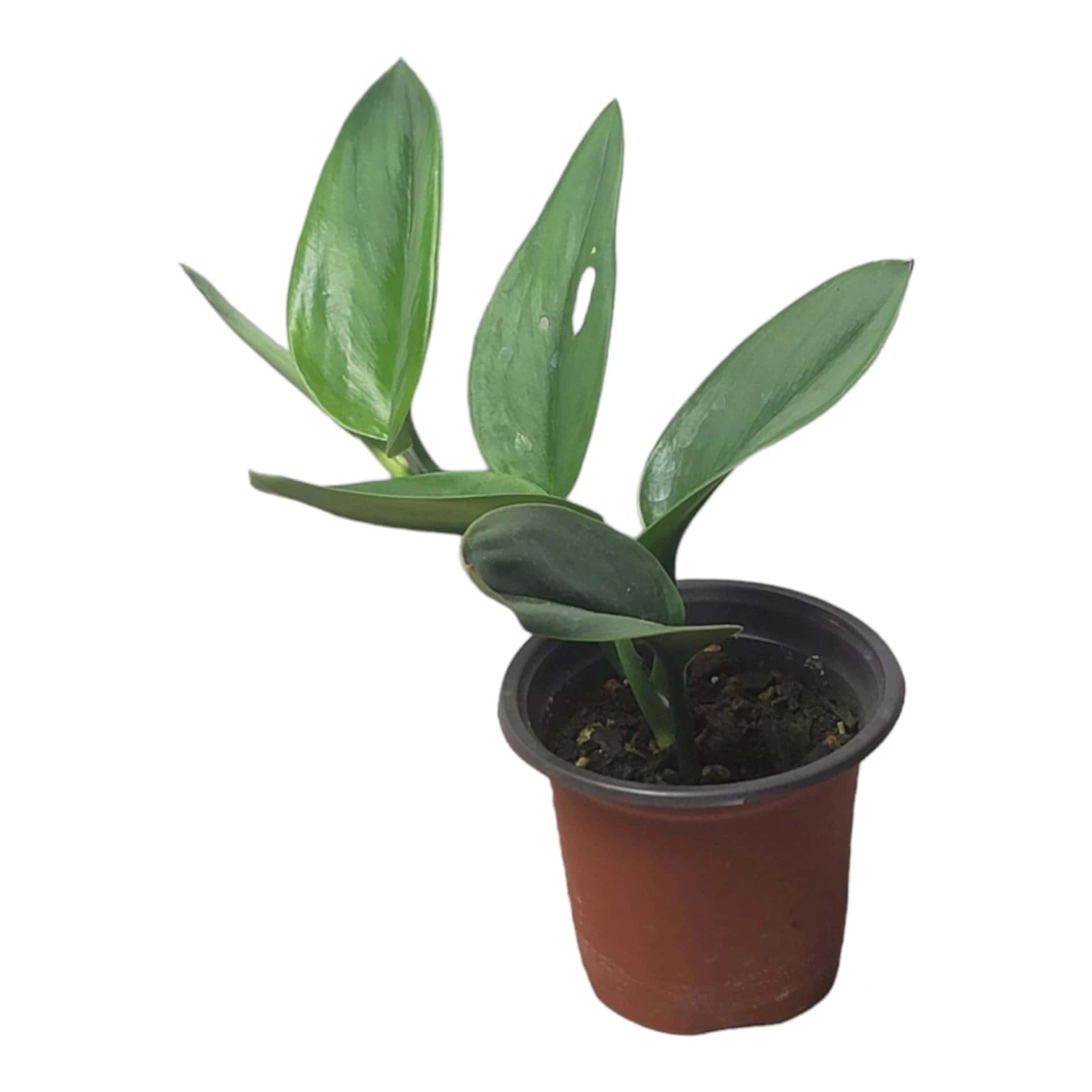 Scindapsus Sterling Silver - Moonlight Scindapsus Treubii - LIVE 4" Potted Plant - FREE SHIPPING 18 Scindapsus Sterling Silver - Moonlight Scindapsus Treubii - LIVE 4" Potted Plant - FREE SHIPPING - Image 16