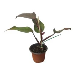 Philodendron Pink Princess - LIVE 4" Potted Plant - FREE SHIPPING -Cheap Plantly Store PhotoRoom 20231121 102834 95