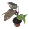 Philodendron Pink Princess - LIVE 4" Potted Plant - FREE SHIPPING -Cheap Plantly Store PhotoRoom 20231121 102834 96