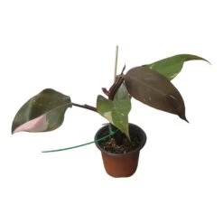 Philodendron Pink Princess - LIVE 4" Potted Plant - FREE SHIPPING -Cheap Plantly Store PhotoRoom 20231121 102835 97