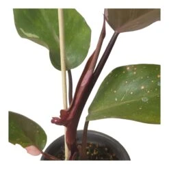 Philodendron Pink Princess - LIVE 4" Potted Plant - FREE SHIPPING -Cheap Plantly Store PhotoRoom 20231121 102835 98