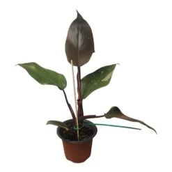 Philodendron Pink Princess - LIVE 4" Potted Plant - FREE SHIPPING -Cheap Plantly Store PhotoRoom 20231121 102835 99