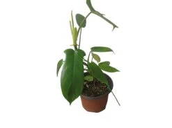 Philodendron Florida - LIVE 4" Or 6" Potted Plant - FREE SHIPPING -Cheap Plantly Store PhotoRoom 20231121 105101 1