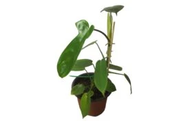 Philodendron Florida - LIVE 4" Or 6" Potted Plant - FREE SHIPPING -Cheap Plantly Store PhotoRoom 20231121 105101 2