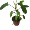 Philodendron Florida - LIVE 4" Or 6" Potted Plant - FREE SHIPPING -Cheap Plantly Store PhotoRoom 20231121 105101 3