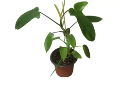 Philodendron Florida - LIVE 4" Or 6" Potted Plant - FREE SHIPPING