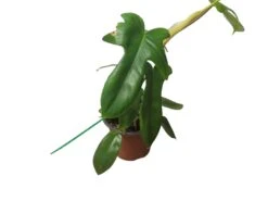 Philodendron Florida - LIVE 4" Or 6" Potted Plant - FREE SHIPPING -Cheap Plantly Store PhotoRoom 20231121 105101 4