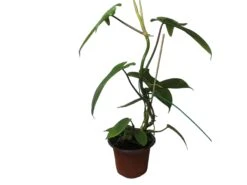 Philodendron Florida - LIVE 4" Or 6" Potted Plant - FREE SHIPPING -Cheap Plantly Store PhotoRoom 20231121 105101 5