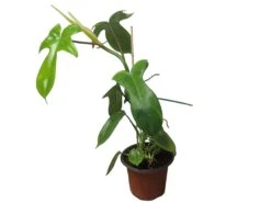 Philodendron Florida - LIVE 4" Or 6" Potted Plant - FREE SHIPPING -Cheap Plantly Store PhotoRoom 20231121 105102 6