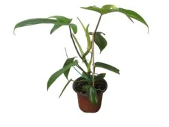 Philodendron Florida - LIVE 4" Or 6" Potted Plant - FREE SHIPPING -Cheap Plantly Store PhotoRoom 20231121 105102 7