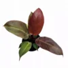 Philodendron Red Sun -Cheap Plantly Store PhotoRoom 20231121 105234