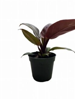 Philodendron Red Sun -Cheap Plantly Store PhotoRoom 20231121 105301