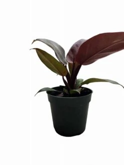 Philodendron Red Sun -Cheap Plantly Store PhotoRoom 20231121 105326