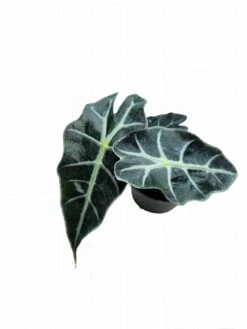 Alocasia Amazonica -Cheap Plantly Store PhotoRoom 20231121 105526