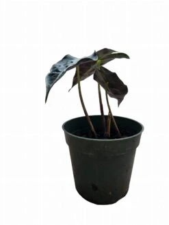 Alocasia Amazonica -Cheap Plantly Store PhotoRoom 20231121 105555