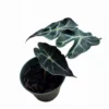 Alocasia Amazonica -Cheap Plantly Store PhotoRoom 20231121 105628