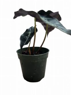 Alocasia Amazonica -Cheap Plantly Store PhotoRoom 20231121 105656