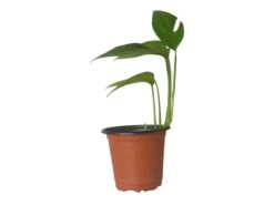 Pothos Baltic Blue - Epipremnum - LIVE Potted 4" Plant - FREE SHIPPING -Cheap Plantly Store PhotoRoom 20231121 112854 4