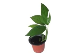 Pothos Baltic Blue - Epipremnum - LIVE Potted 4" Plant - FREE SHIPPING -Cheap Plantly Store PhotoRoom 20231121 112854 5