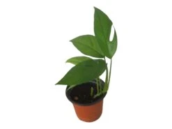 Pothos Baltic Blue - Epipremnum - LIVE Potted 4" Plant - FREE SHIPPING -Cheap Plantly Store PhotoRoom 20231121 112854 6