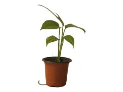 Pothos Baltic Blue - Epipremnum - LIVE Potted 4" Plant - FREE SHIPPING -Cheap Plantly Store PhotoRoom 20231121 112855 10