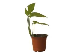 Pothos Baltic Blue - Epipremnum - LIVE Potted 4" Plant - FREE SHIPPING -Cheap Plantly Store PhotoRoom 20231121 112855 11