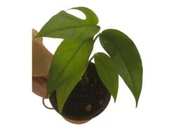 Pothos Baltic Blue - Epipremnum - LIVE Potted 4" Plant - FREE SHIPPING -Cheap Plantly Store PhotoRoom 20231121 112855 12
