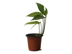 Pothos Baltic Blue - Epipremnum - LIVE Potted 4" Plant - FREE SHIPPING -Cheap Plantly Store PhotoRoom 20231121 112855 13