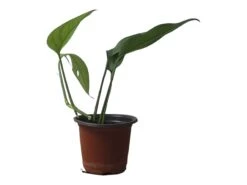 Pothos Baltic Blue - Epipremnum - LIVE Potted 4" Plant - FREE SHIPPING -Cheap Plantly Store PhotoRoom 20231121 112855 14