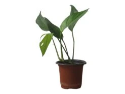 Pothos Baltic Blue - Epipremnum - LIVE Potted 4" Plant - FREE SHIPPING -Cheap Plantly Store PhotoRoom 20231121 112855 15