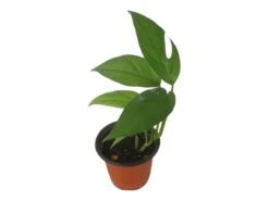 Pothos Baltic Blue - Epipremnum - LIVE Potted 4" Plant - FREE SHIPPING -Cheap Plantly Store PhotoRoom 20231121 112855 7 1
