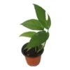 Pothos Baltic Blue - Epipremnum - LIVE Potted 4" Plant - FREE SHIPPING -Cheap Plantly Store PhotoRoom 20231121 112855 7