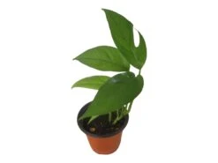 Pothos Baltic Blue - Epipremnum - LIVE Potted 4" Plant - FREE SHIPPING -Cheap Plantly Store PhotoRoom 20231121 112855 9