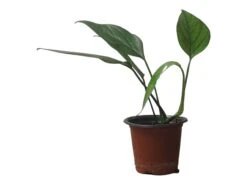 Pothos Baltic Blue - Epipremnum - LIVE Potted 4" Plant - FREE SHIPPING -Cheap Plantly Store PhotoRoom 20231121 112856 16