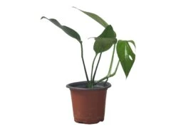 Pothos Baltic Blue - Epipremnum - LIVE Potted 4" Plant - FREE SHIPPING -Cheap Plantly Store PhotoRoom 20231121 112856 17